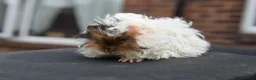 Guinea Pig rodents for sale: ⭐️ Baby Guinea Pigs Looking For New Homes⭐️ - Advert 8