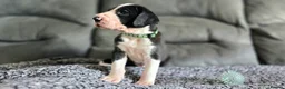 Great Dane dogs for sale: Championship Great Dane Pups  - Advert 4