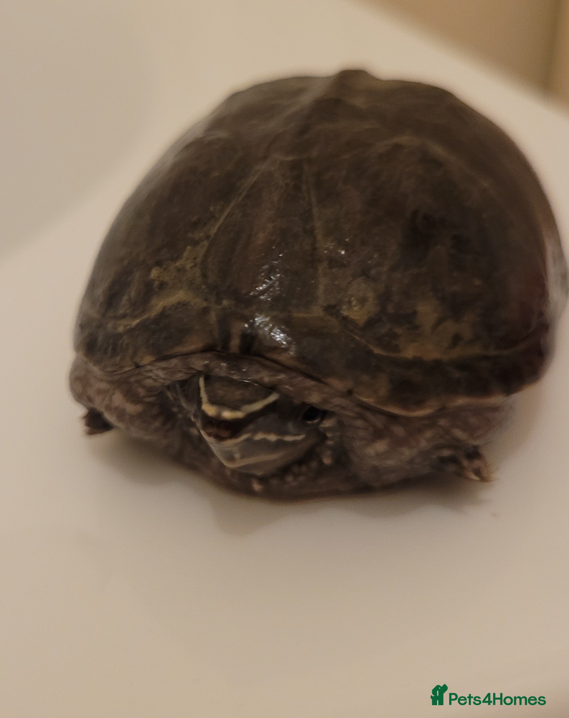 Tortoise reptiles Tortoise for sale in Rotherham - Advert 2