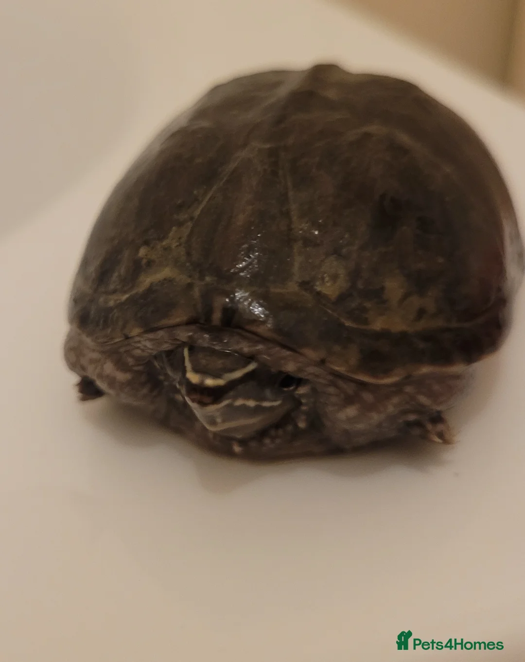 Tortoise reptiles for sale: Tortoise for sale in Rotherham - Advert 1