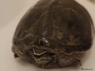 Tortoise reptiles Tortoise for sale in Rotherham - Advert 2