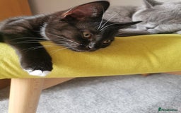 Mixed Breed cats for sale: 🐾 Cute Mixed British Shorthair🐾  - Image 8