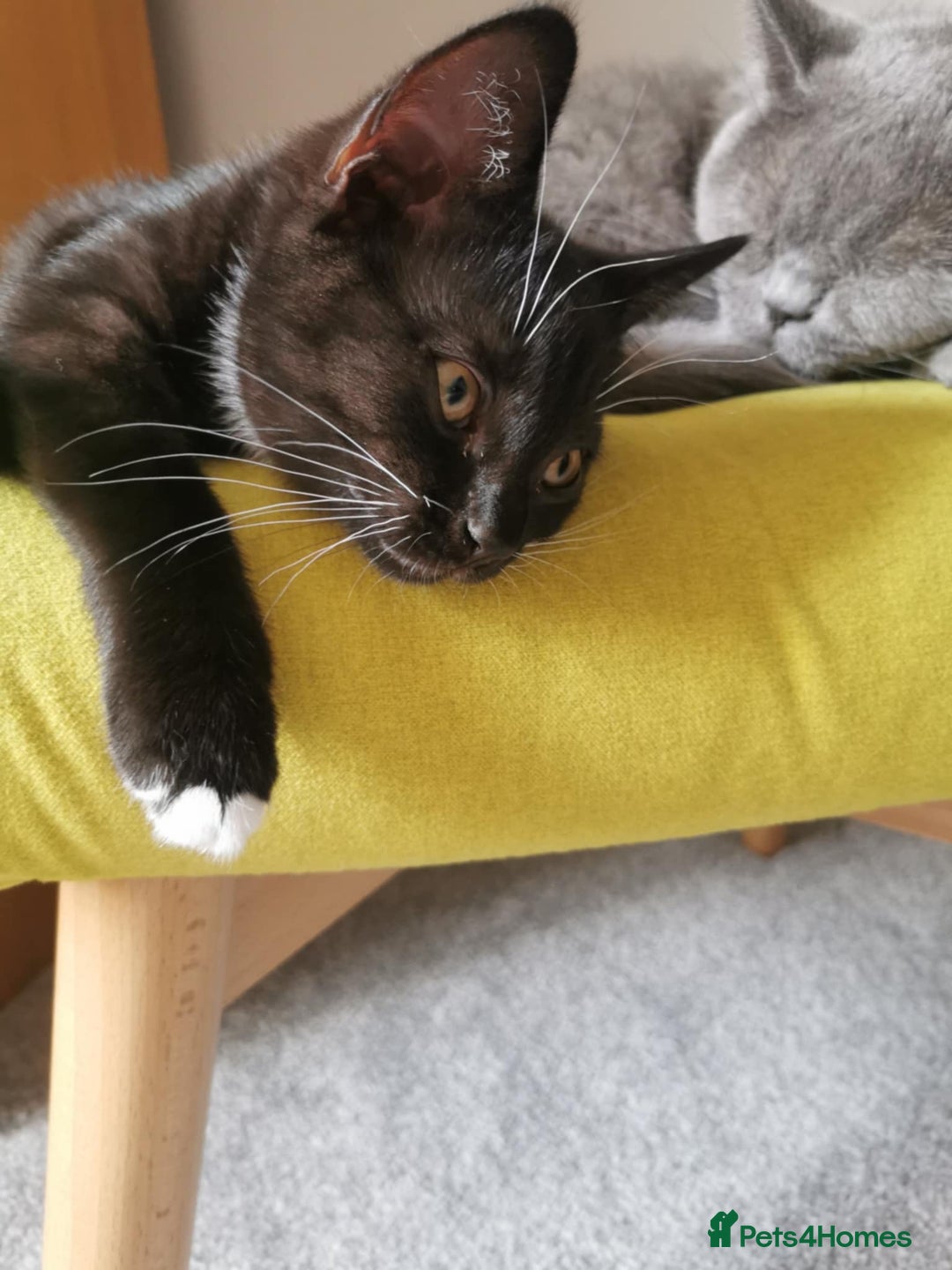 Mixed Breed cats for sale: 🐾 Cute Mixed British Shorthair🐾  - Image 8
