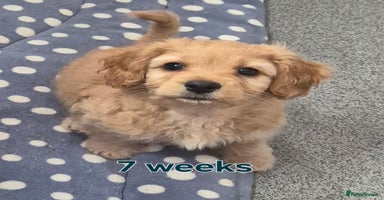 Cavapoochon dogs - Advert 6