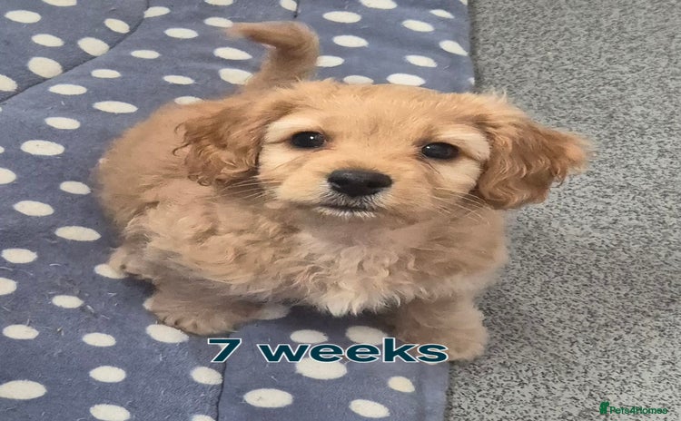 Cavapoochon dogs - Advert 2