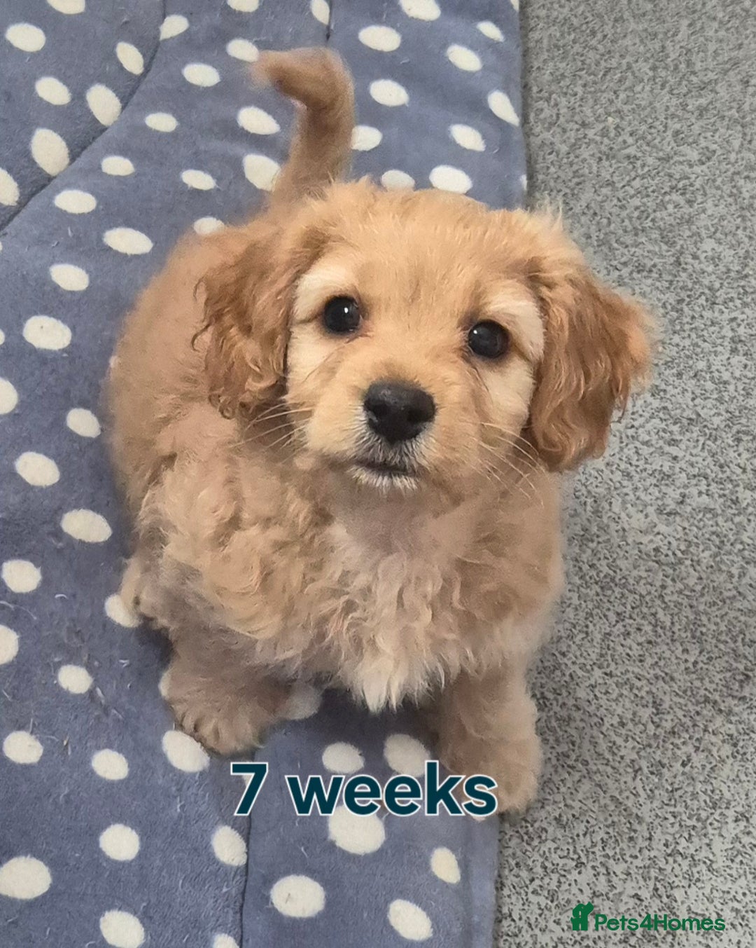 Cavapoochon dogs for sale: Litter of cavapoochons - Image 1