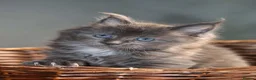 Maine Coon cats for sale: Pedigree Maine Coon Kittens  - Advert 4