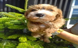 Cavapoo dogs for sale: Gorgeous cavapoo pups  - Image 3