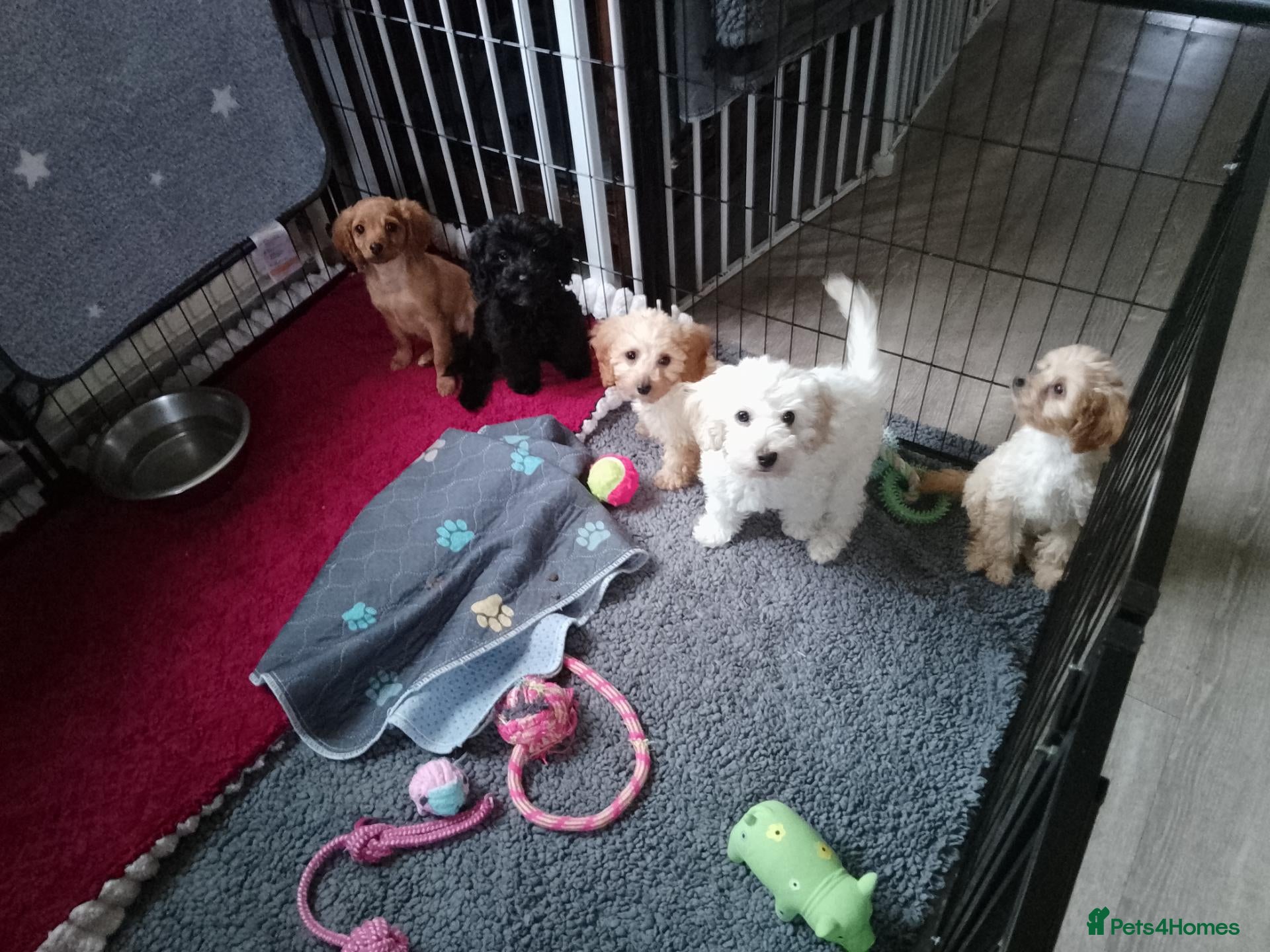 Mixed Breed dogs for sale: Cavapoochon puppies with 5 weeks free insurance  - Advert 22