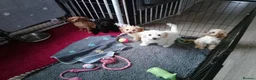 Mixed Breed dogs for sale: Cavapoochon puppies with 5 weeks free insurance  - Advert 1