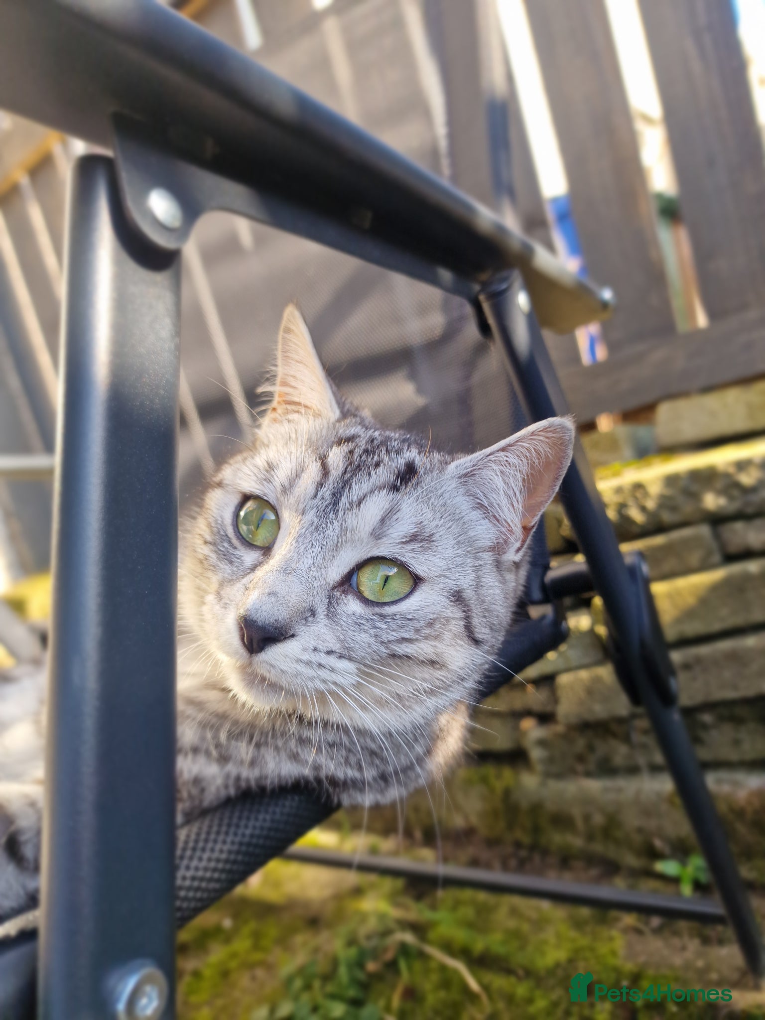 Mixed Breed cats Ghost tabby kittens - Advert 1