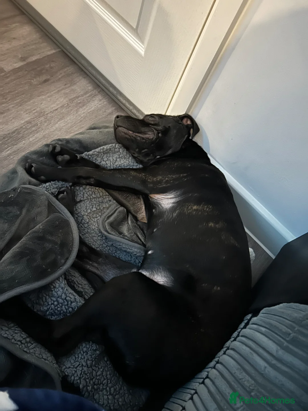 Staffordshire Bull Terrier dogs for sale: Staffordshire bull terrier in need of urgent home  - Advert 2