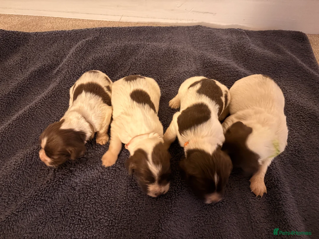 English Springer Spaniel dogs for sale: Working Springer Spaniels  - Advert 3