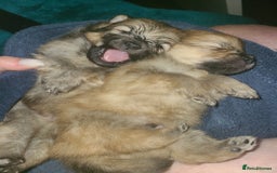 Pomeranian dogs for sale: Pomeranian puppies  - Image 4