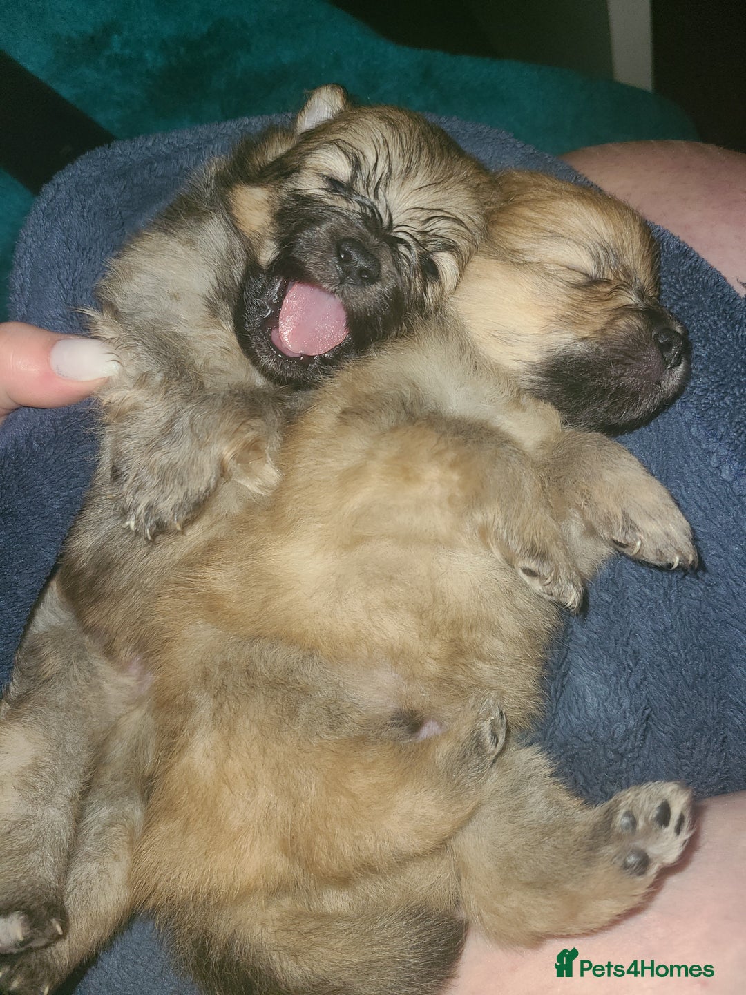 Pomeranian dogs for sale: Pomeranian puppies  - Image 4