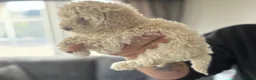 Cockapoo dogs for sale: F1b cockapoo  in Darlington - Advert 4