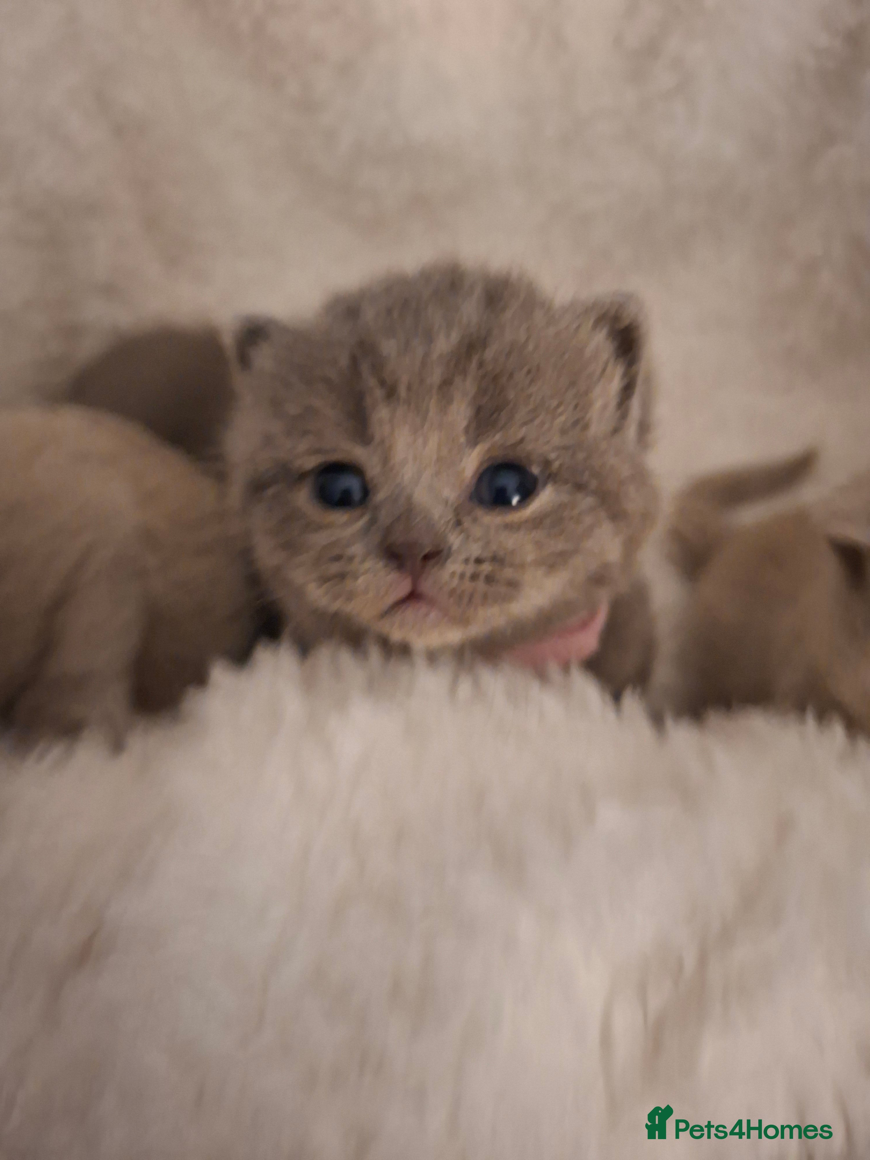 British Shorthair cats GCCF registered BSH kittens  - Advert 1