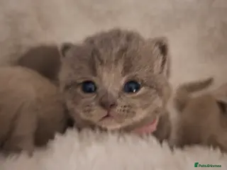 British Shorthair cats Only 1 blue boy & 1 blue girl available to reserve - Advert 14