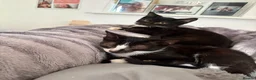Mixed Breed cats for sale: Bicolor kitten  - Advert 3