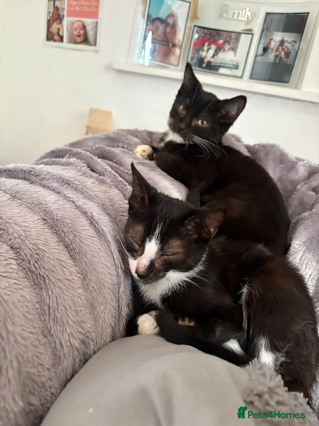 Mixed Breed cats for sale: Bicolor kitten  - Advert 3