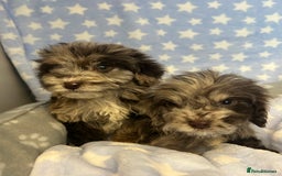 Cockapoo dogs for sale: 5 cockapoo boys for sale - Image 6