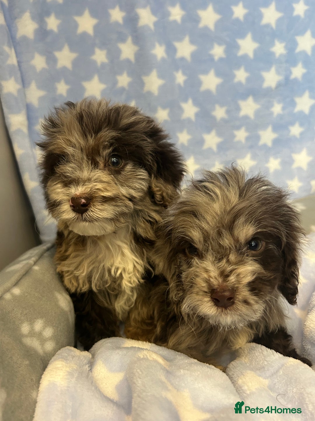 Cockapoo dogs for sale: 5 cockapoo boys for sale - Image 6