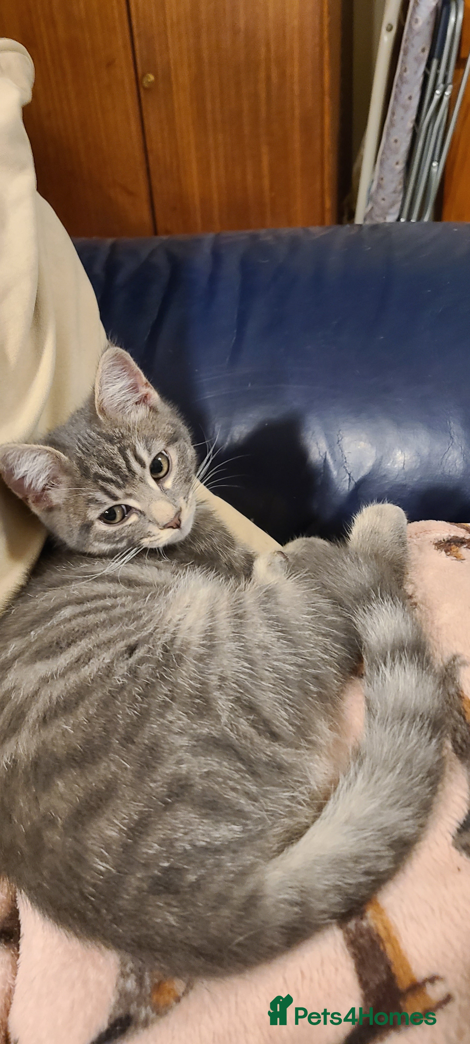 Domestic Shorthair cats Emily, Truro.  - Advert 7