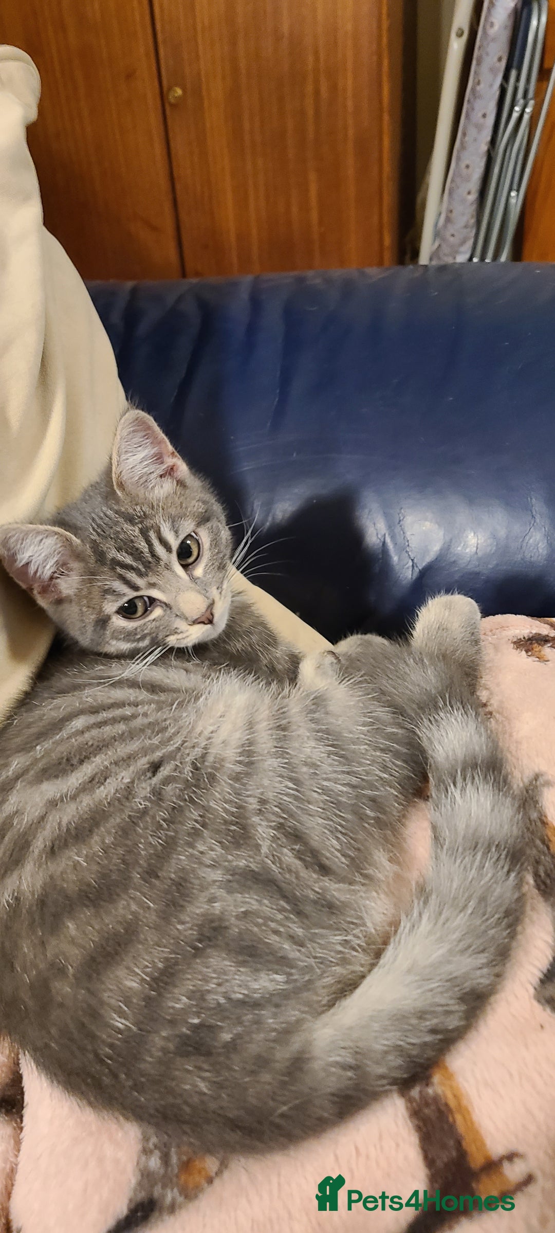 Domestic Shorthair cats for sale: Emily, Truro.  - Advert 2