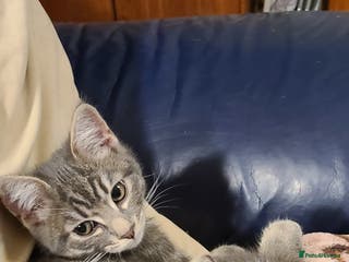 Domestic Shorthair cats Emily, Truro. - Advert 7