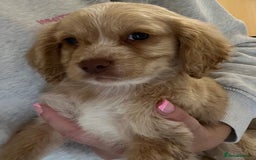 Cocker Spaniel dogs for sale: Cocker spaniel pups 🐾 - Image 12