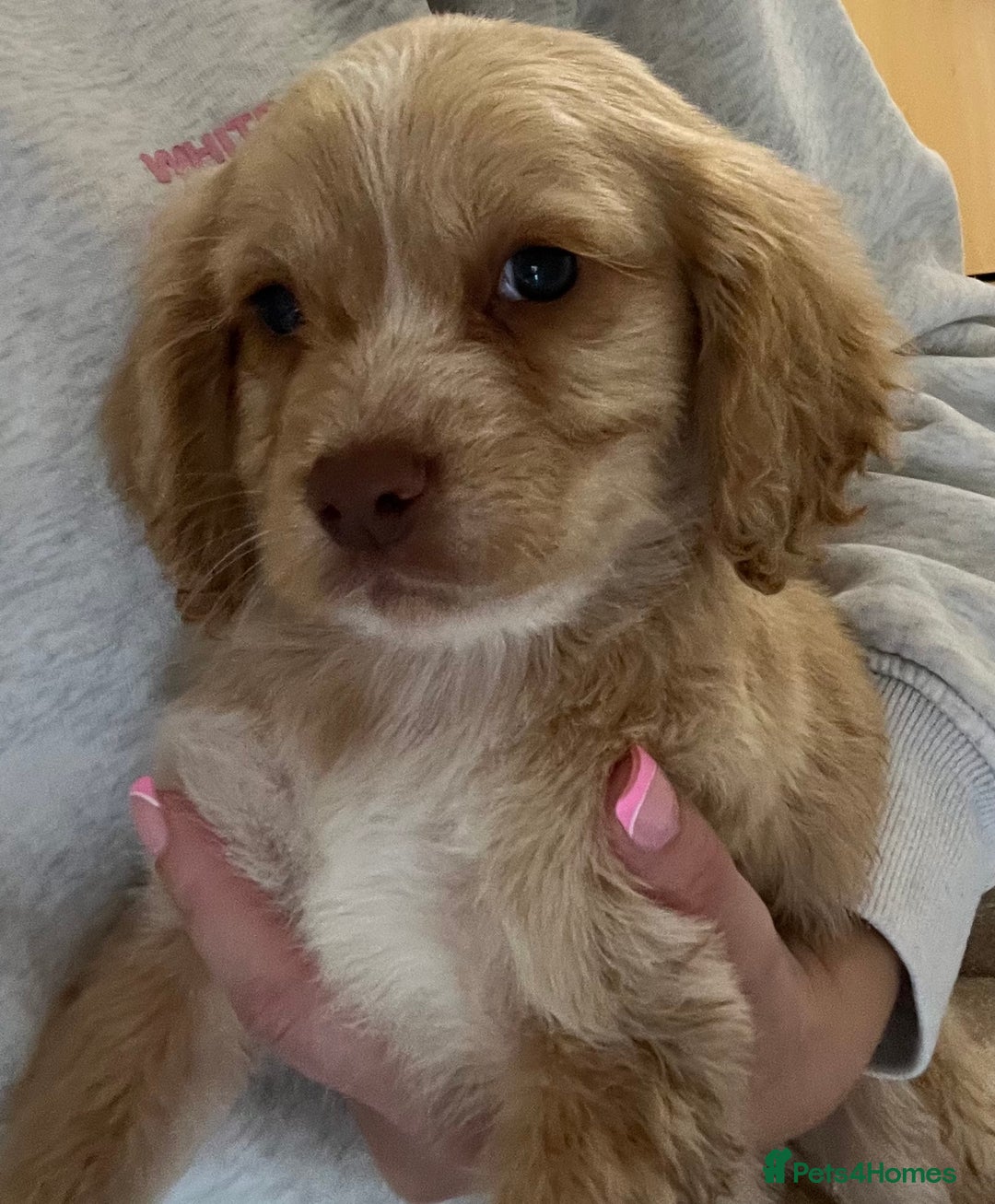Cocker Spaniel dogs for sale: Cocker spaniel pups 🐾 - Image 12