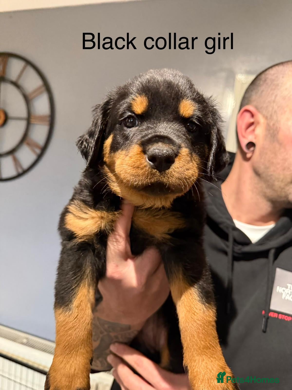 Rottweiler dogs Chunky Rottweiler Puppies - 4 girls left ❤️ - Advert 3