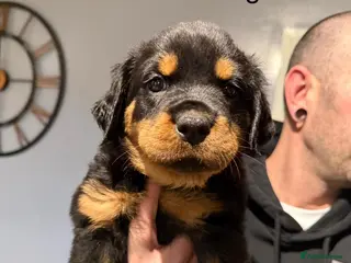 Rottweiler dogs Chunky Rottweiler Puppies - 4 girls left ❤️ - Advert 3