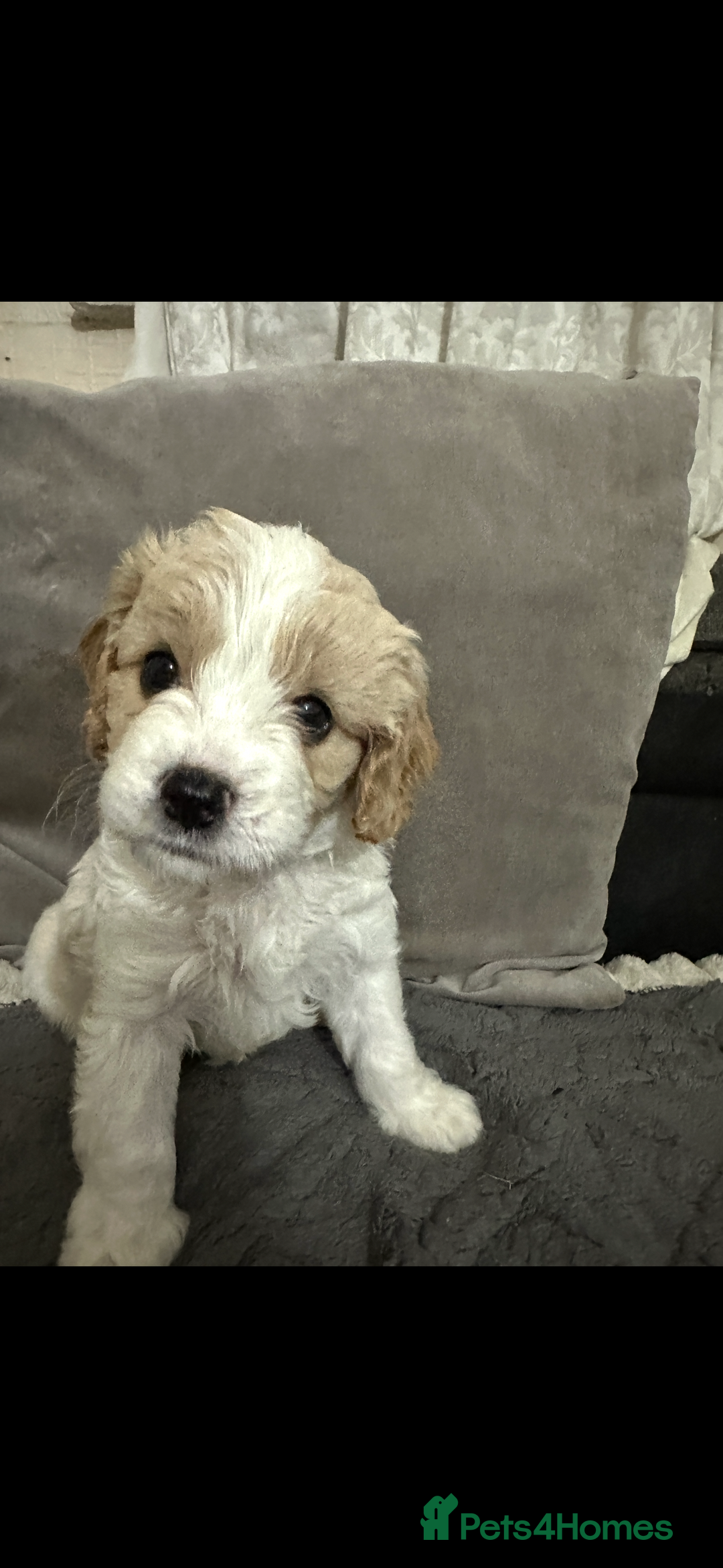 Cavapoo dogs for sale: Six cavapoo puppies F2( d.o.b. 23.10.2025) - Advert 16