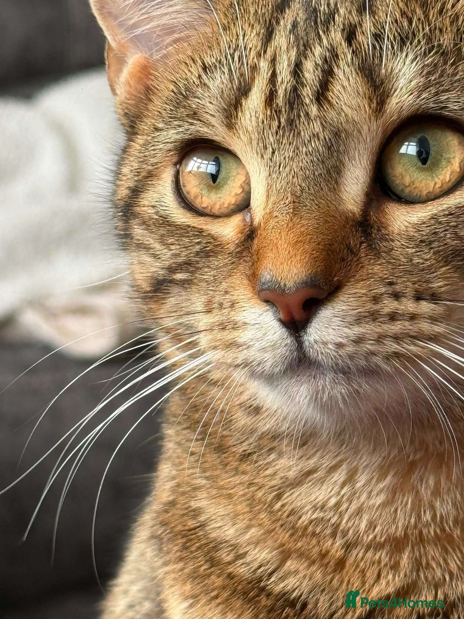 Bengal cats Bengal for new home asap!  - Advert 1