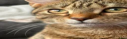 Bengal cats for sale: Bengal for new home asap!  - Advert 1