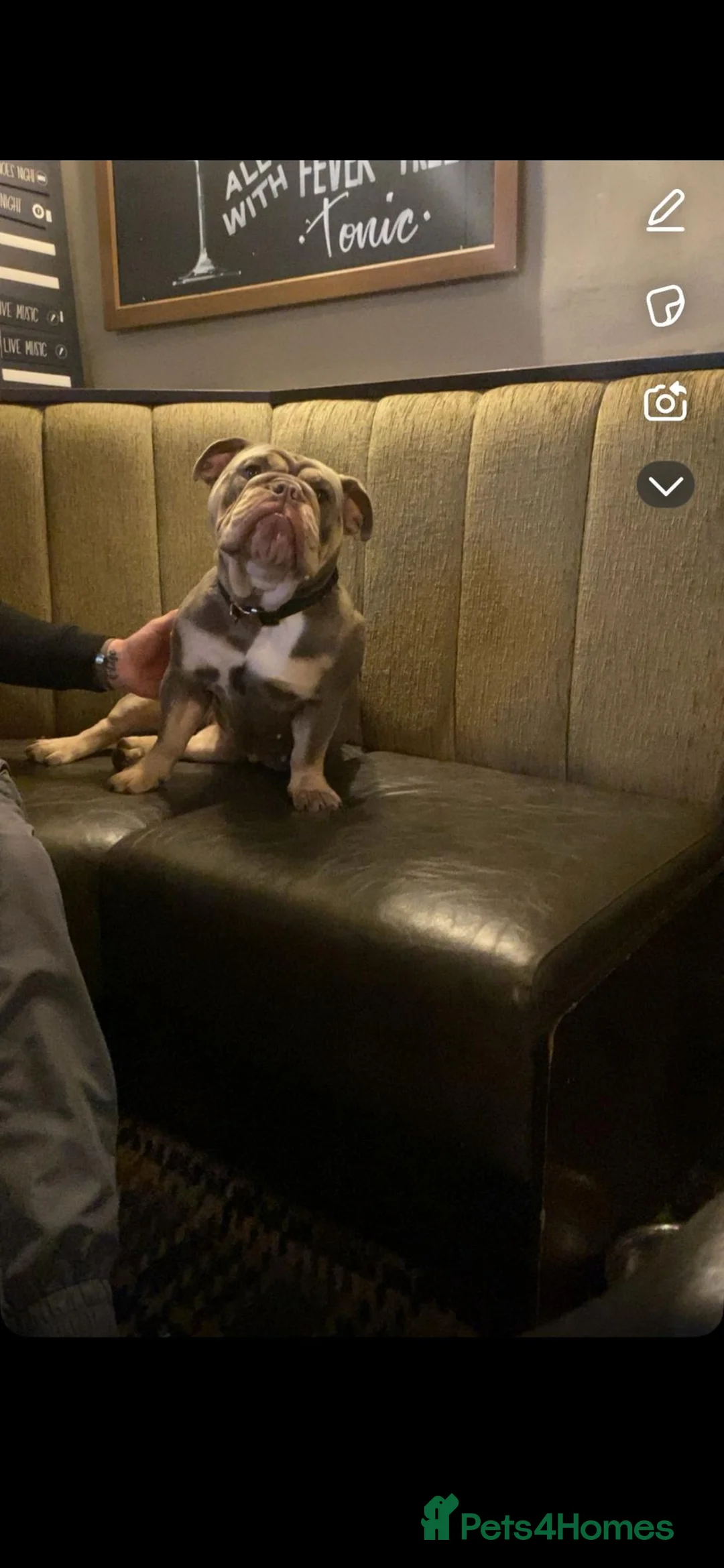 English Bulldog dogs for sale: English bulldog for sale in Bradford - Advert 3