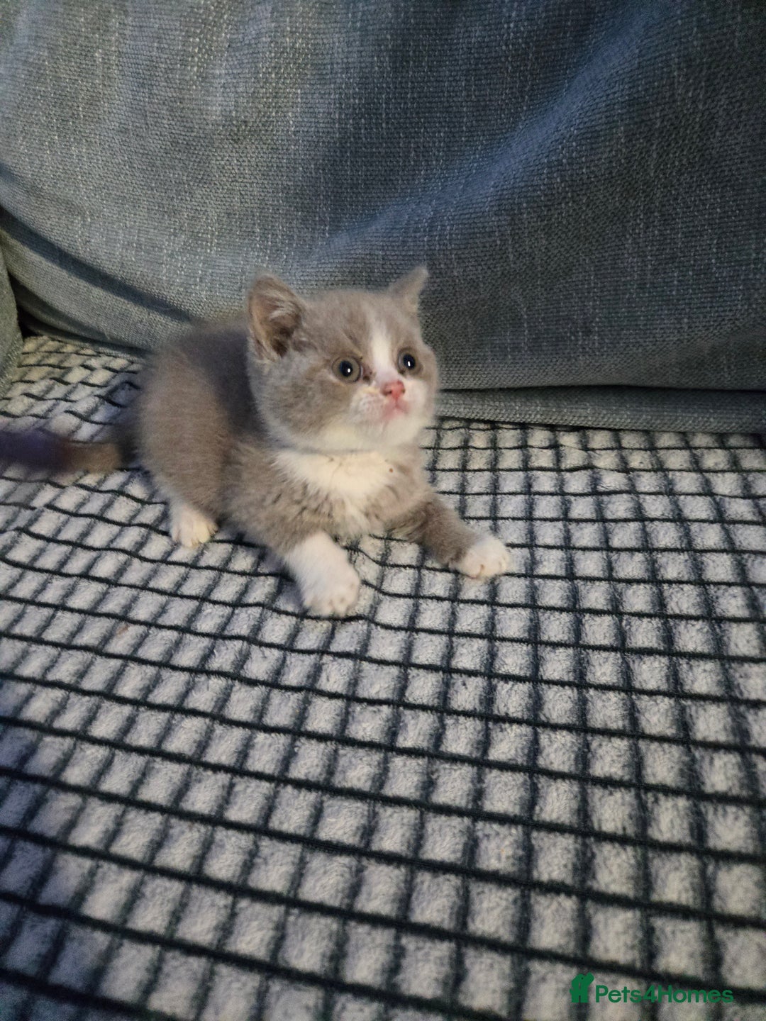 British Shorthair cats for sale: British shorthair kittens olny 1 girl ready now - Advert 16