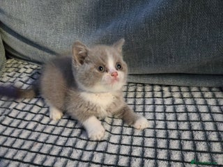 British Shorthair cats British Shorthair still available ready now - Advert 3