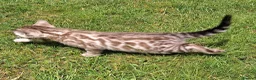 Bengal cats for sale: Stunning snow/silver Bengal kittens - Advert 5