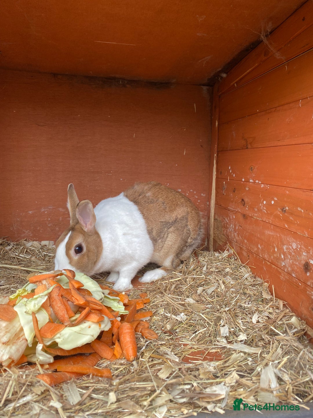Dutch rabbits for sale: Female Dutch rabbit - Image 3