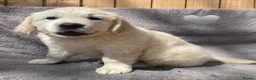 Golden Retriever dogs for sale: KC Registered Golden Retrievers in Atherstone - Advert 6
