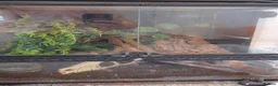 Gecko reptiles for sale: Gargoyle gecko  - Advert 8