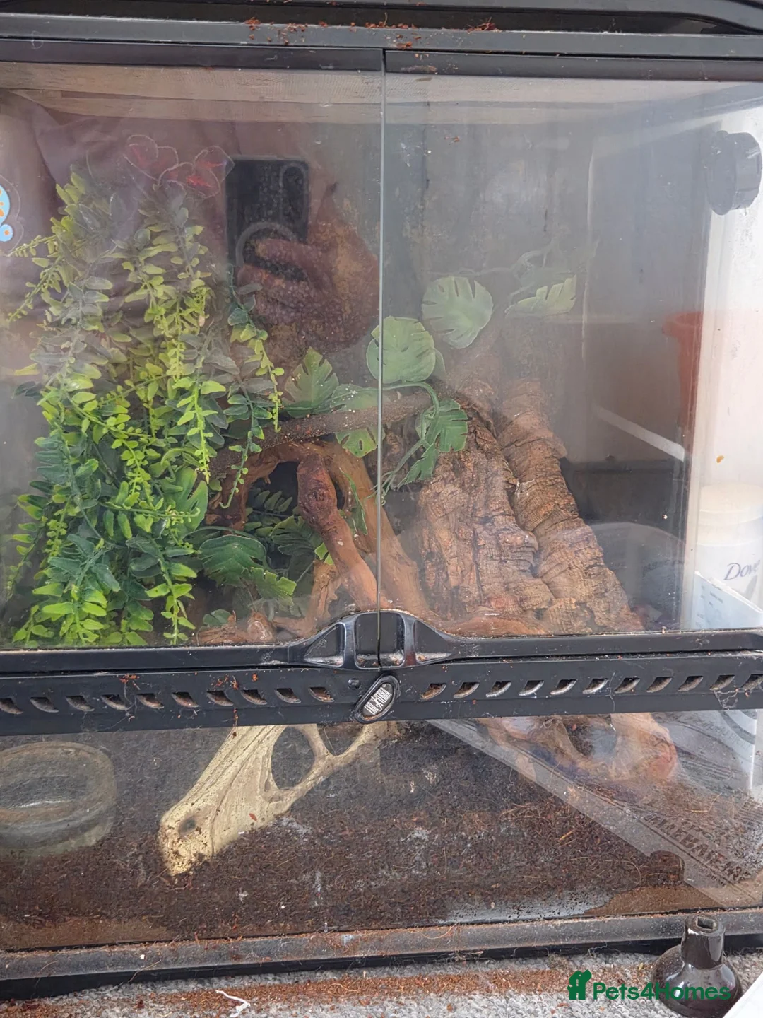 Gecko reptiles for sale: Gargoyle gecko  - Advert 8