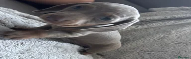 Dachshund 3