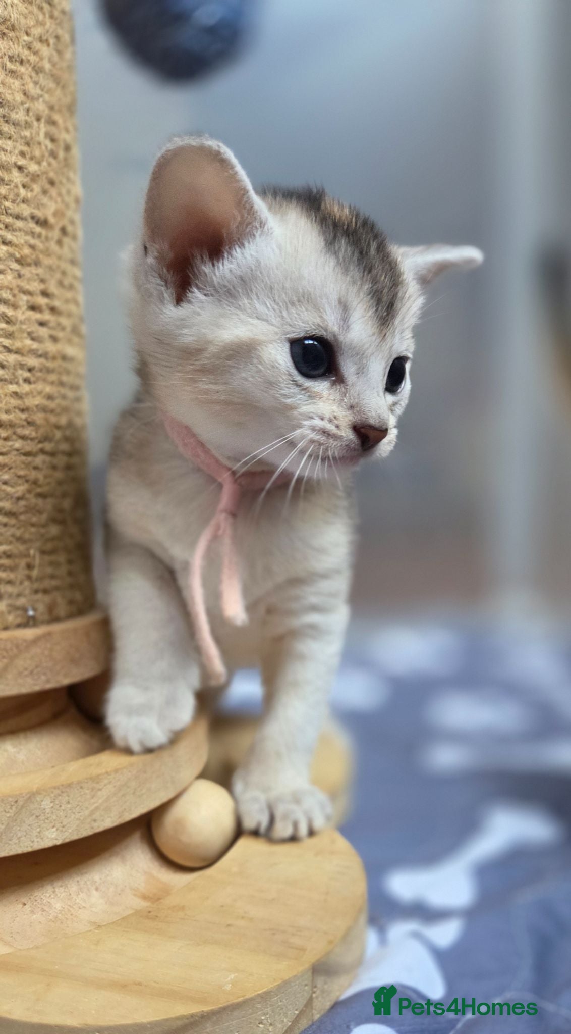 Abyssinian cats 🏆 TICA Registered Abyssinian Kittens - Advert 9