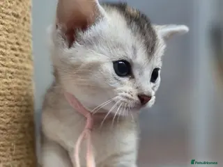 Abyssinian cats 🏆 TICA Registered Abyssinian Kittens - Advert 9