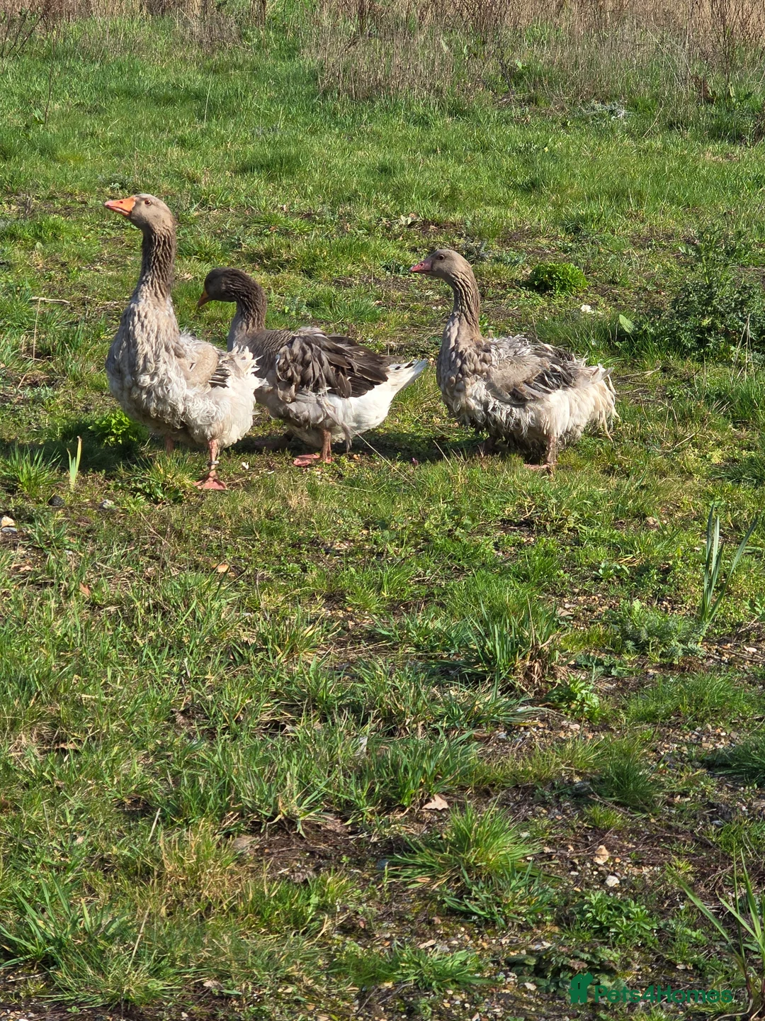 Geese poultry for sale: Grey Sebastopol hatching eggs - Advert 1