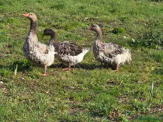 Geese poultry Grey Sebastopol hatching eggs - Advert 12