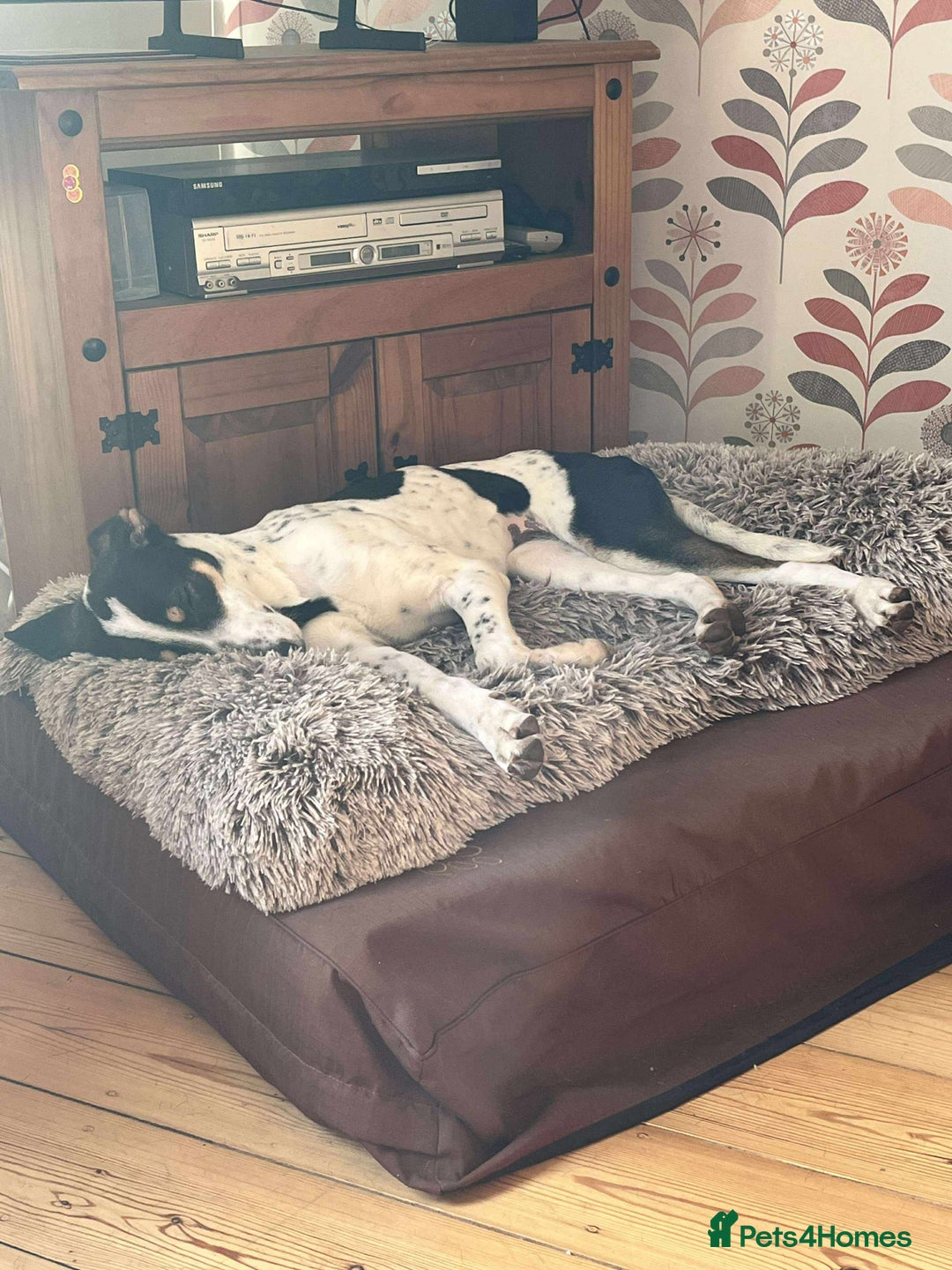 Mixed Breed dogs for adoption: Aria is ready for her forever family! - Advert 7